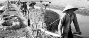6.12.1967: Die Genossenschaftsbauern bringen die zweite Reisernte des Jahres ein. Links sieht man Ein-Mann-Deckungslöcher. (Foto: Irene Feldbauer)
